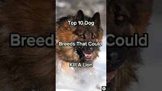 Top 10 Dog breeds that could kill a Lion 🌍 #dogs #dogsofinstagram #dog #dogstagram #puppy #doglover