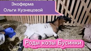 Роды козы Бусинки.