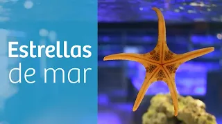 Estrellas de mar · Acuario marino ⭐