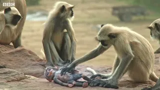 The monkey army mourns the death of a baby monkey@naturelove7267