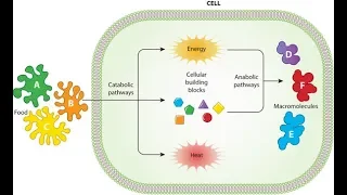 Metabolism: Anabolism and Catabolism