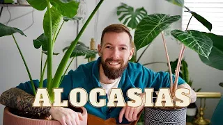 Alocasia Care Guide | Secrets to Thriving Elephant Ears