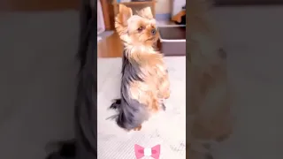 Funniest Cats and Dogs 😺🐶 Funny Animals 2023 😍