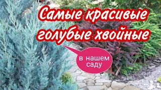 Самые красивые хвойные в моем саду.Красивые композиции с хвойными.Красивый сад.Ландшафтный дизайн.