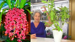 WHY DOESN'T Cymbidium Orchid bloom? BUT why do Vanda and Dendrobium ORCHIDS bloom?