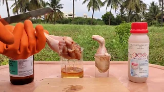 CHICKEN VS SULFURIC ACID VS HCL ACID | DAMAGE TO SKIN BY ACIDS | EXPERIMENTS AND HACKS