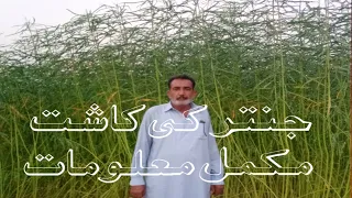 juntar ki kasht  جنتر کی کاشت How to cultivate sesbania