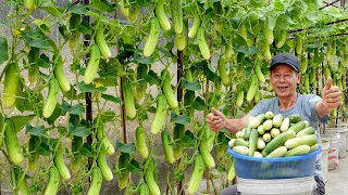 Tips Growing Cucumbers Most Effectively, Lots Of Fruit And No Need For Care