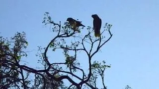 Crazy Parrots of San Diego's Ocean Beach