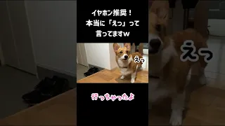 パパのお見送りに間に合わなかったコーギー。思わず「え？」っと声が漏れてしまう！🤣