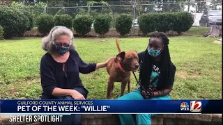 Noon Pet Of The Week:  Willie