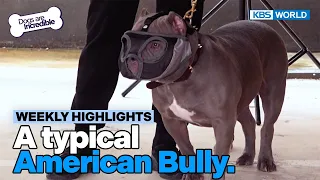 [Weekly Highlights] Remove her muzzle😔 [Dogs Are Incredible] | KBS WORLD TV 240416