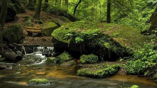 HEALING THE FOREST Shamanic Music to Attract Positive Energy with Drum and Native Flute