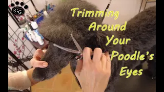 Trimming Around Your Poodle's Eyes - Top Knot Maintenance - Gina's Grooming