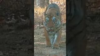 Watch a 'Huge' Surprising Encounter with a Male Tiger from Tadoba!