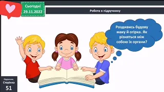 Рослини. Будова рослин 3 клас Я досліджую світ 1 частина Бібік