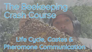 Honey Bee Life Cycle, Castes and Pheromone Communication - Biology Part 1 - Beekeeping Crash Course