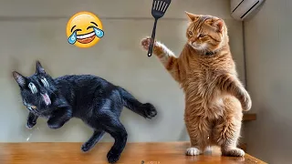 When God sends you a funny cat 🤣 Funniest cat ever 😹Part 17