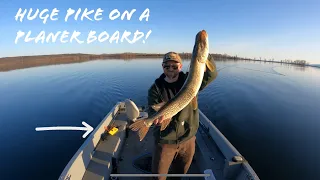 Huge Northern Pike Trolling With Planer Boards | Lake Champlain | 04/03/2021