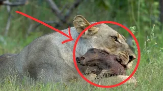 Lioness Eating a Baby Warthog