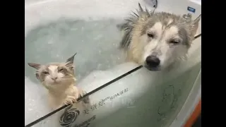 😺 Love is taking a bath together! 🐕 Funny video with dogs, cats and kittens! 😸