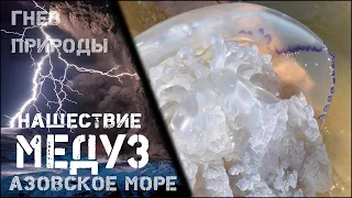 Нашествие медуз на пляжах Азовского моря 2021