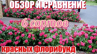 Сравнение и обзор шести сортов красных флорибунд.