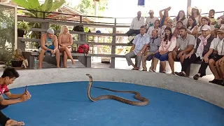 All happy @ krabi Kingcobra show