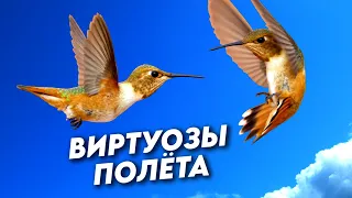 Пять животных, овладевших искусством высшего пилотажа