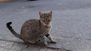 Cute Street Cat Always Meows Asks for Food.