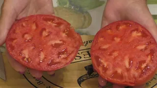 Как я сею томаты на рассаду