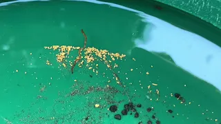 Goldwaschen mit der Keene A52 Goldwaschrinne - mein Setup - und wie sich das Gold darin verteilt