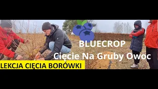 Lekcja Cięcia Borówki Amerykańskiej Na Gruby Owoc Dziś odmiana BLUECROP