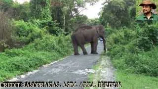 Great Tusker Elephant Chasing Jasoprakas & Co.