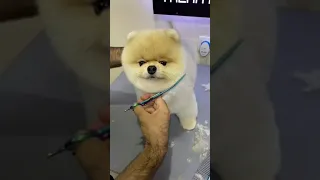 cute puppy haircut😍😍 || Funny & cute pets ||Try not to laugh #pets#pomeranian#funny#tiktok#shorts