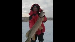 ЖЕРЛИЦЫ! ТРОФЕЙНАЯ щука на ЖЕРЛИЦЫ! Флажки СТОЯТ пачками! ЩУКИ НЕ ЛЕЗУТ В ЛУНКУ! Поводки в ДРЕБЕЗГИ!