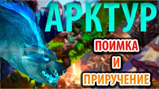 АРКТУР – ДУХ ЗВЕРЯ, ПОЛНЫЙ ГАЙД, ПОИМКА И ПРИРУЧЕНИЕ WoW