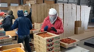 TRABAHO  SA JAPAN/Pinay Farmer/Cherry  Tomato 🍅
