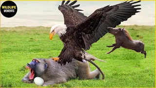 Eagle Is Too Dangerous When Catching The Baby Wild Boar, What Happens Next In Wildlife?