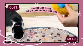 Silly cat POUNCES on Giociv Interactive Cat Toys Ball Fast Rolling in Pouch #gifted #cats #pets