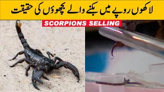 How to Get and Sell Scorpion Venom | Bichu Ke Zehar Ki Kimat | Scorpion Farming and Its Reality