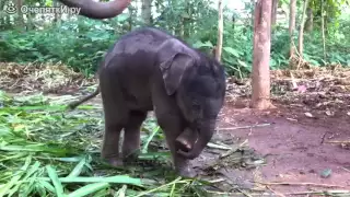 Слоненок Пытается почесать хобот Прикол