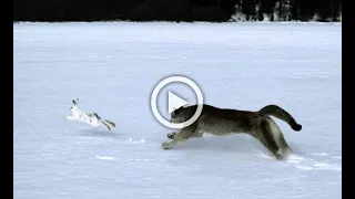 Wolf Vs Rabbit | Wolf Pack Hunts A Hare | The Hunt | Sharp Wild Animal