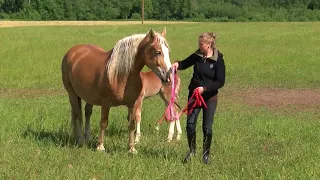 Ardenu skirnes zirgi (VIDEO PAR MUMS)