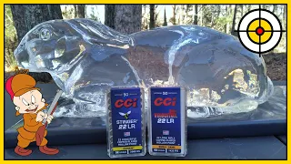 🐰Jelly Rabbit Hunting!🐰 CCI Stinger vs CCI Velocitor, Ballistic Gel Rabbit Test!