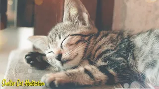 Flute Music for Cats | Peaceful Music to Calm your Cat, Relaxing Music | Shelter Cat Meditation