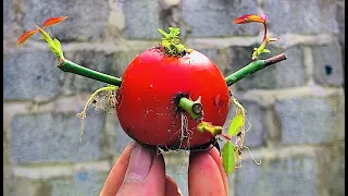 Roses propagation in Tomato with bud cutting | Surprised by the result