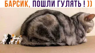 БАРСИК, ПОШЛИ ГУЛЯТЬ! ))) Приколы с котами | Мемозг 1066