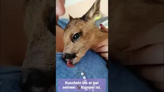 Das kleine Rehkitz wurde mir von Jägern gebracht. Seine Mutter wurde überfahren.😔