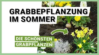 Grabbepflanzung im Sommer volle Sonne, wenig Wasser